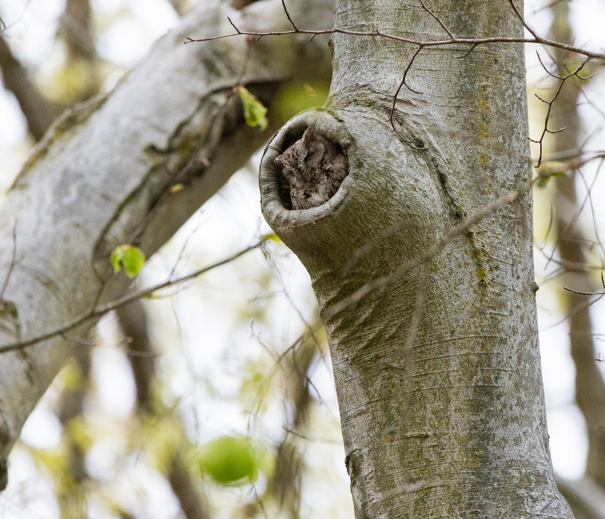 Eastern Screech-Owl - ML620147570