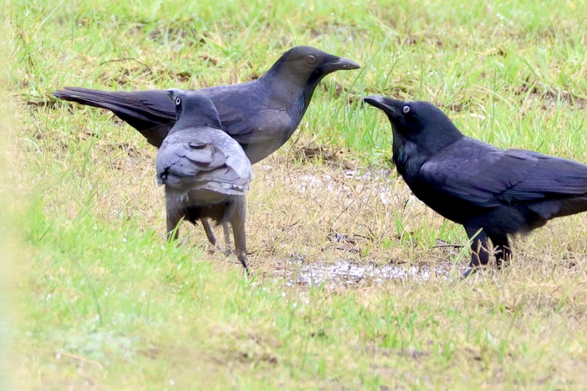 Corbeau d'Australie - ML620147572