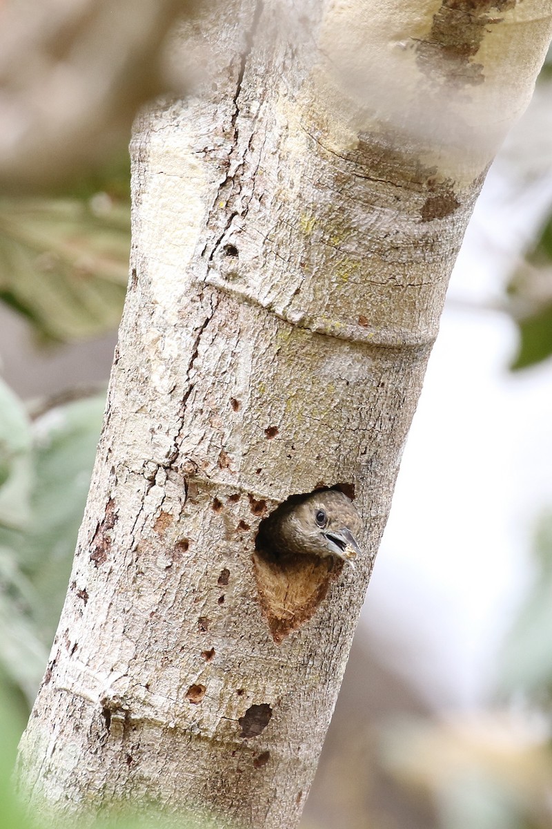 Little Woodpecker - ML620147579