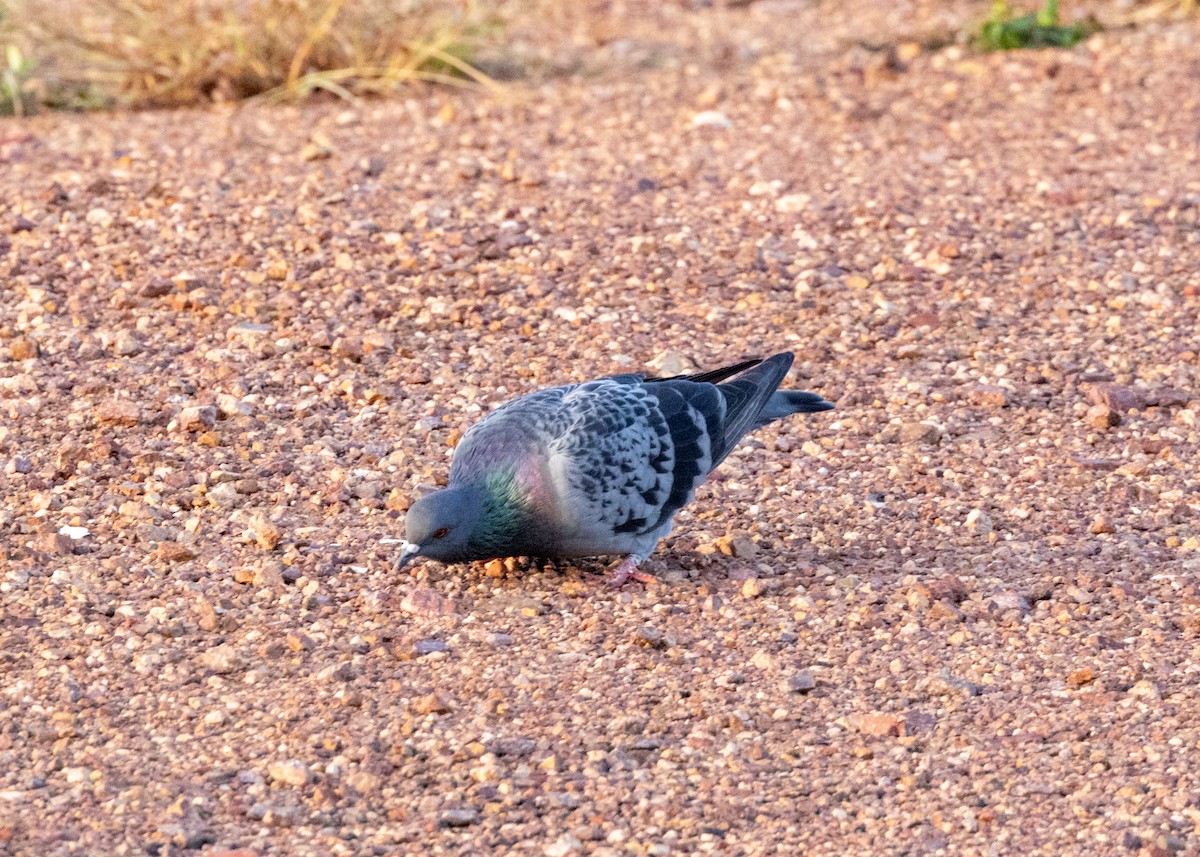 Rock Pigeon (Feral Pigeon) - ML620147584