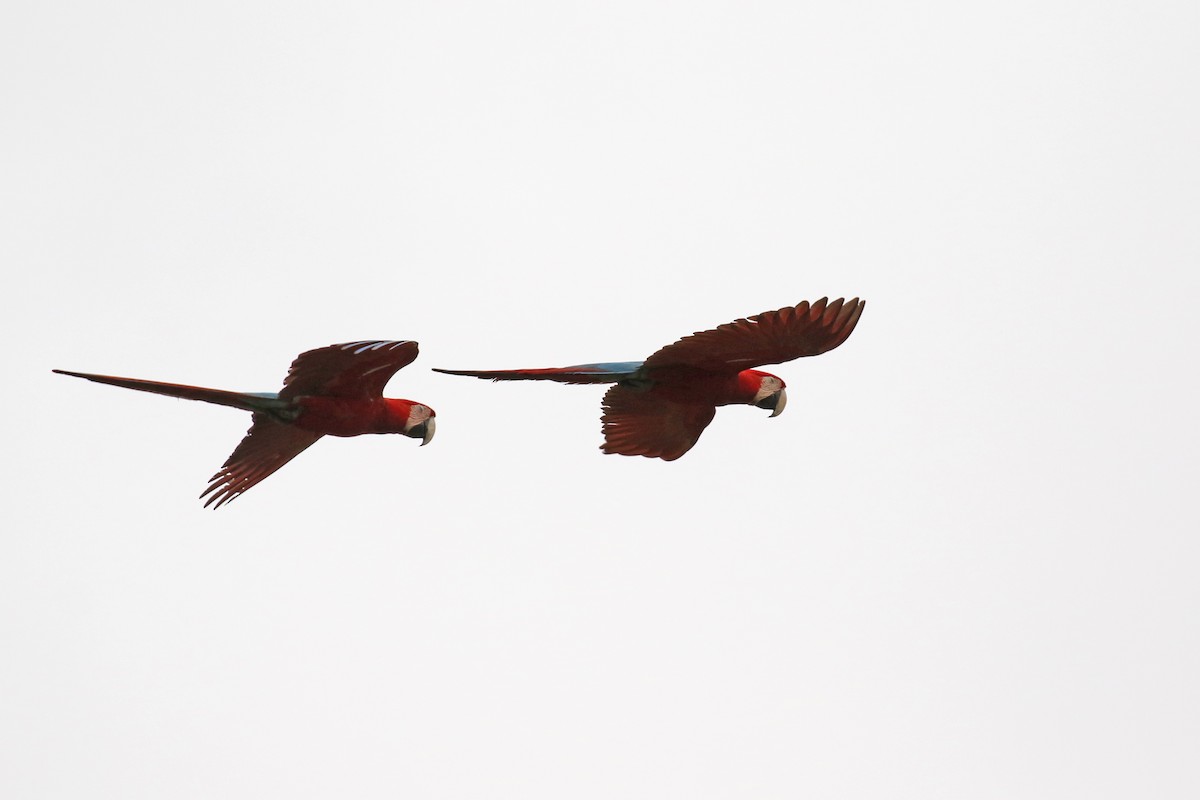 Red-and-green Macaw - ML620147588