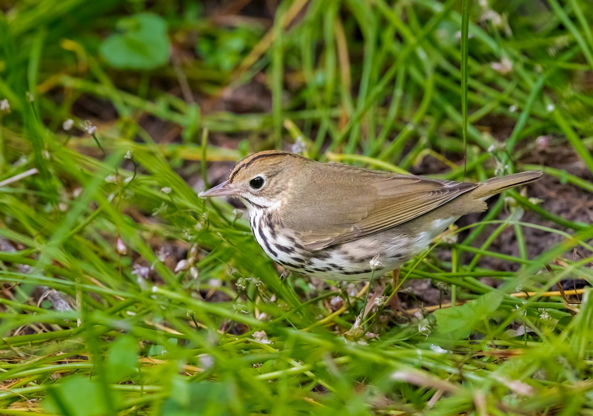 Paruline couronnée - ML620147602