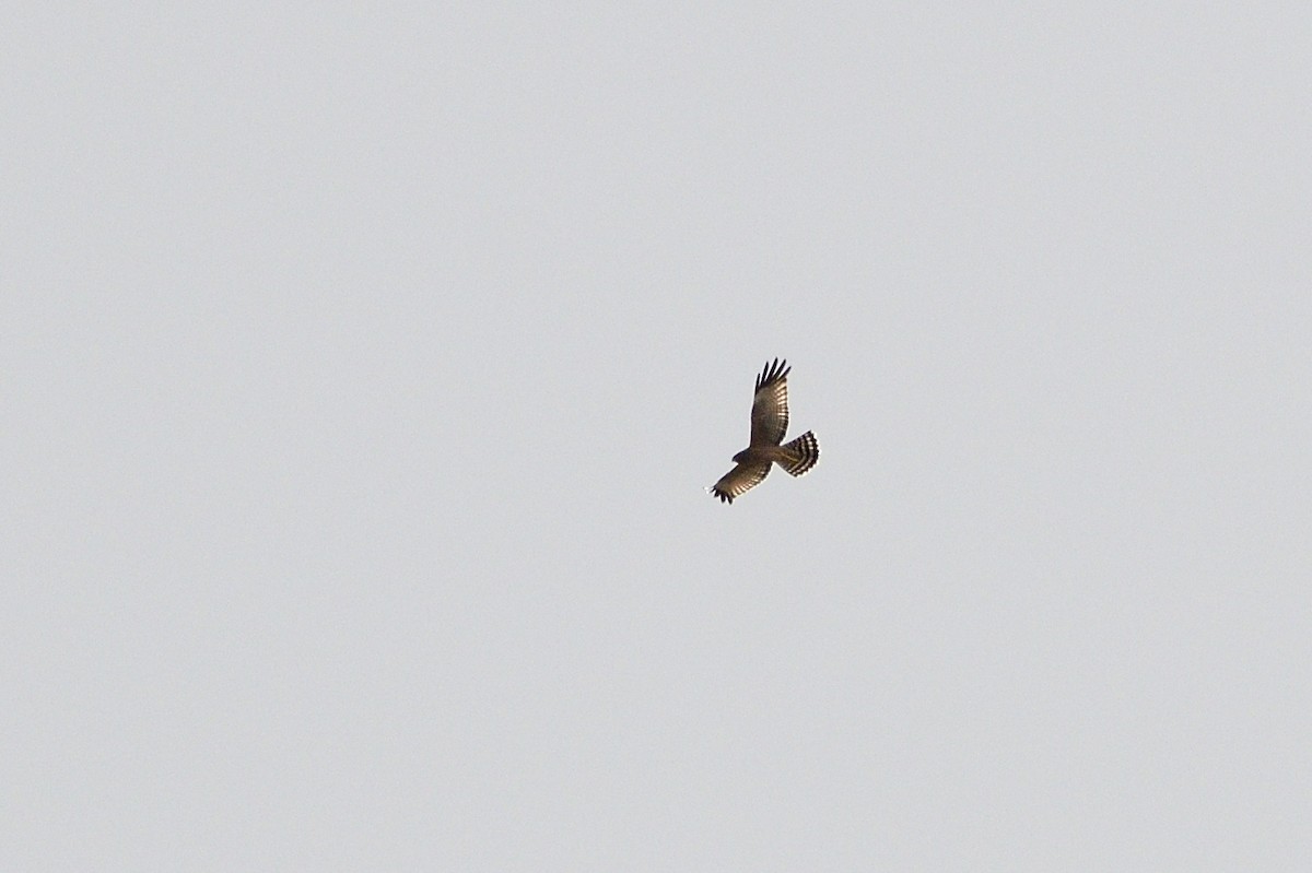 Spotted Harrier - ML620147605