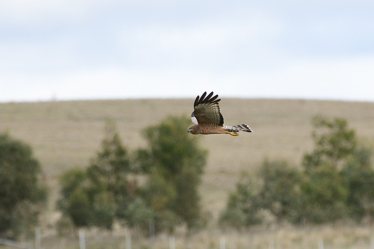 Spotted Harrier - ML620147607