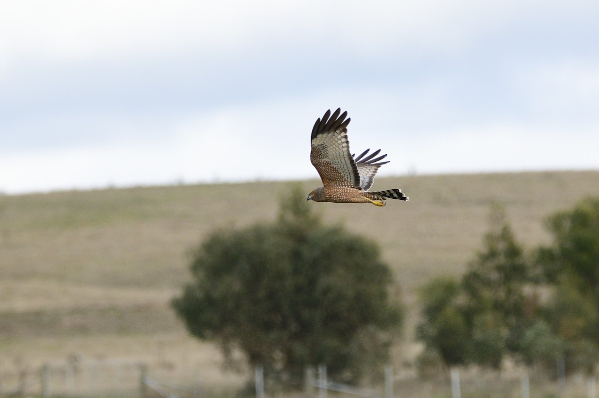 Spotted Harrier - ML620147608