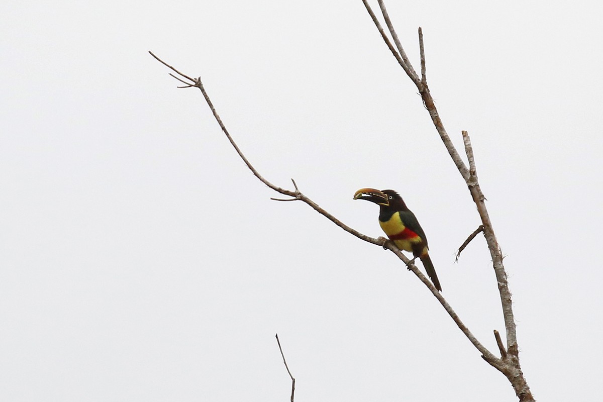 Chestnut-eared Aracari - Stu Elsom