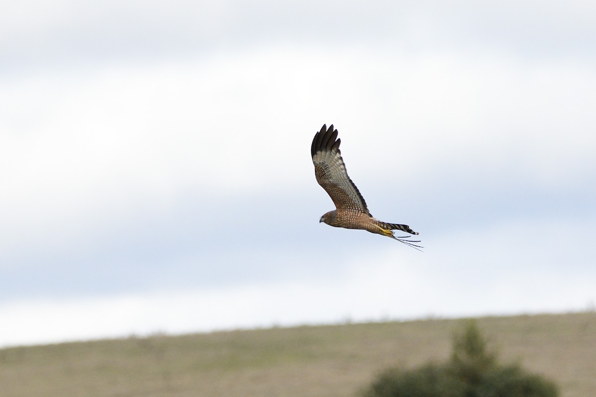 Spotted Harrier - ML620147611