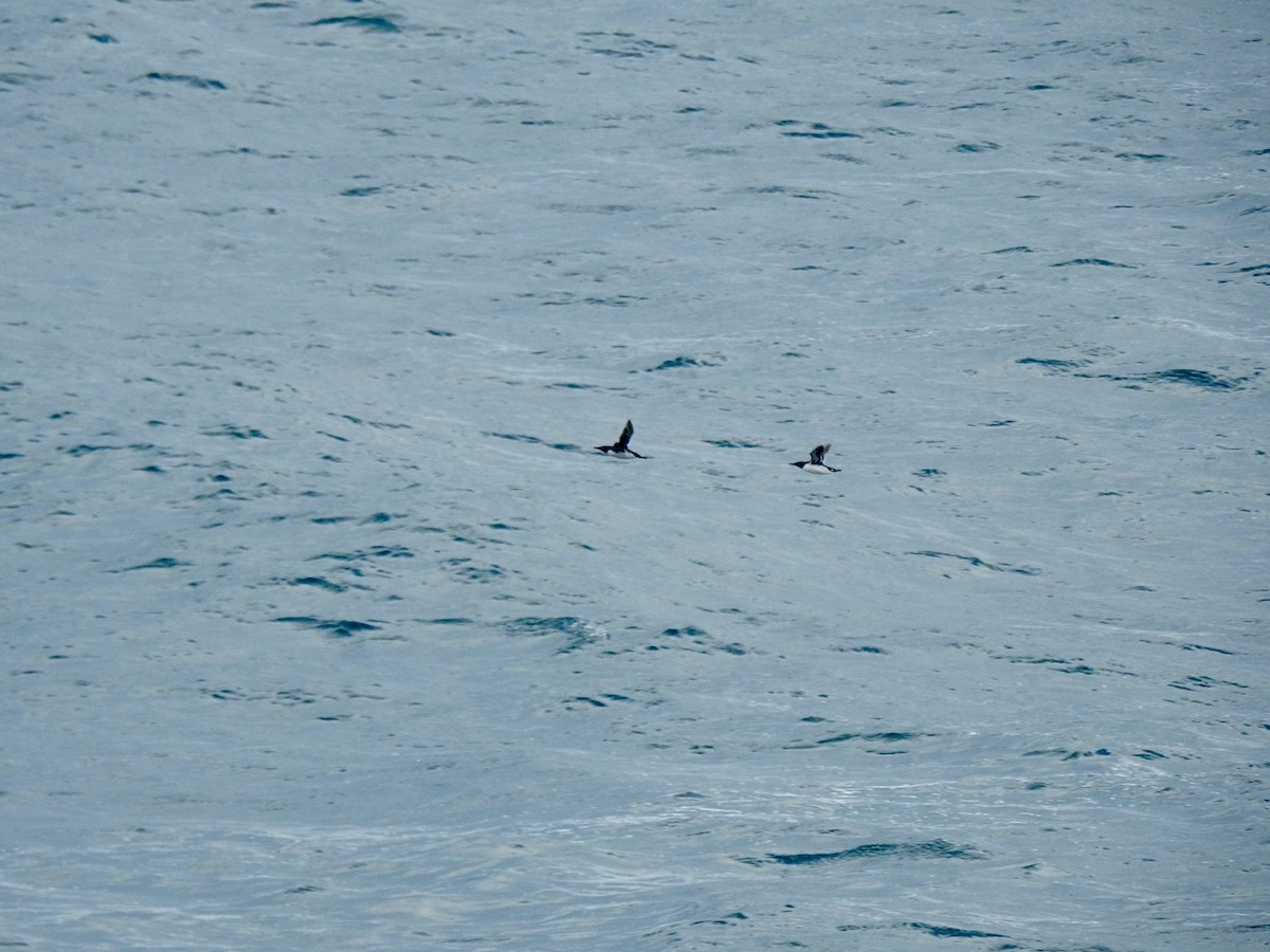 Common Murre - ML620147616