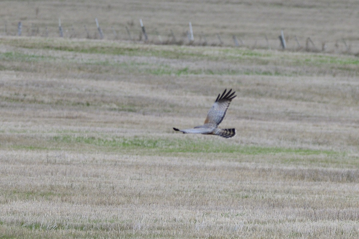 Spotted Harrier - ML620147621
