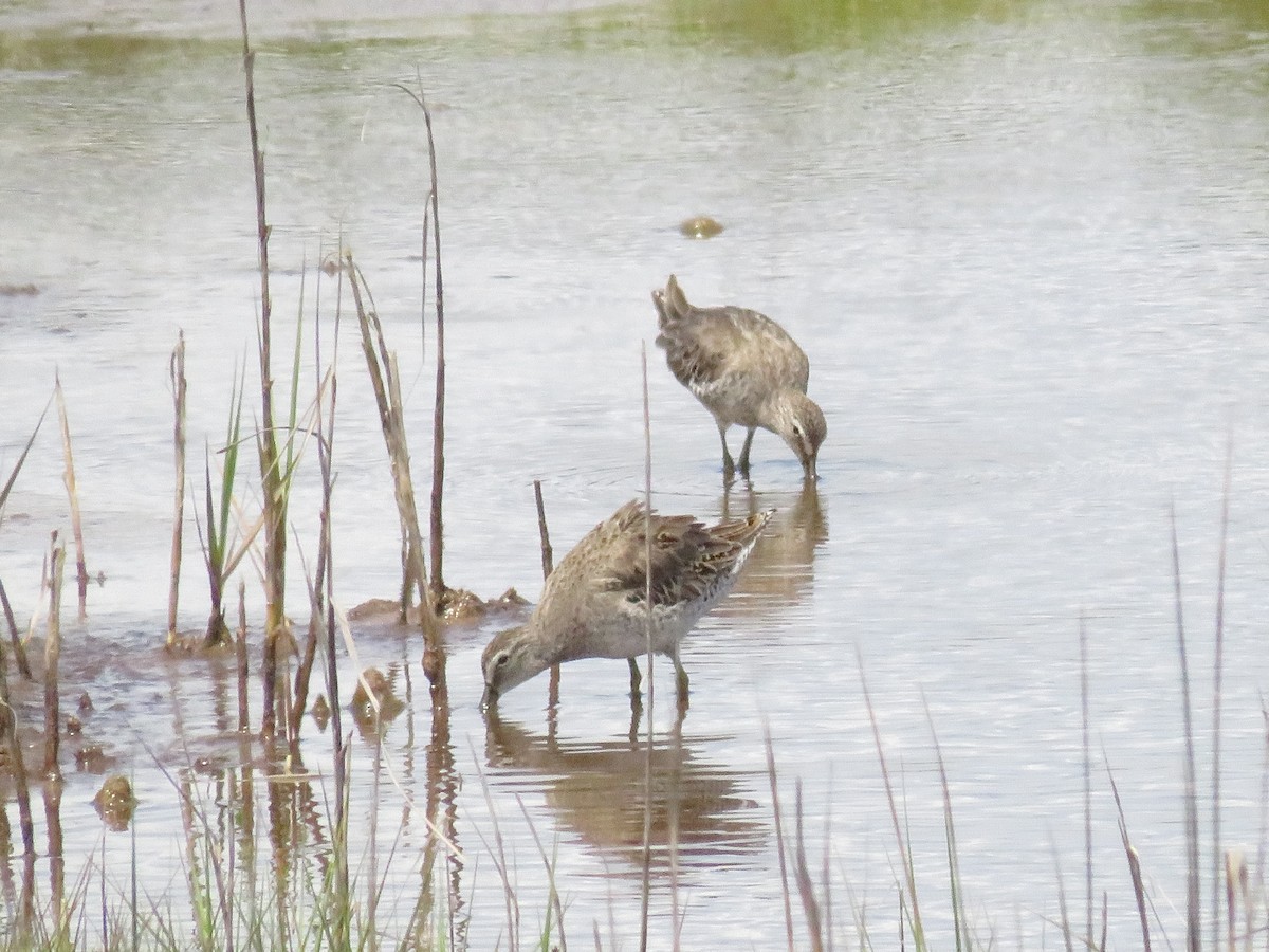 kortnebbekkasinsnipe - ML620147625