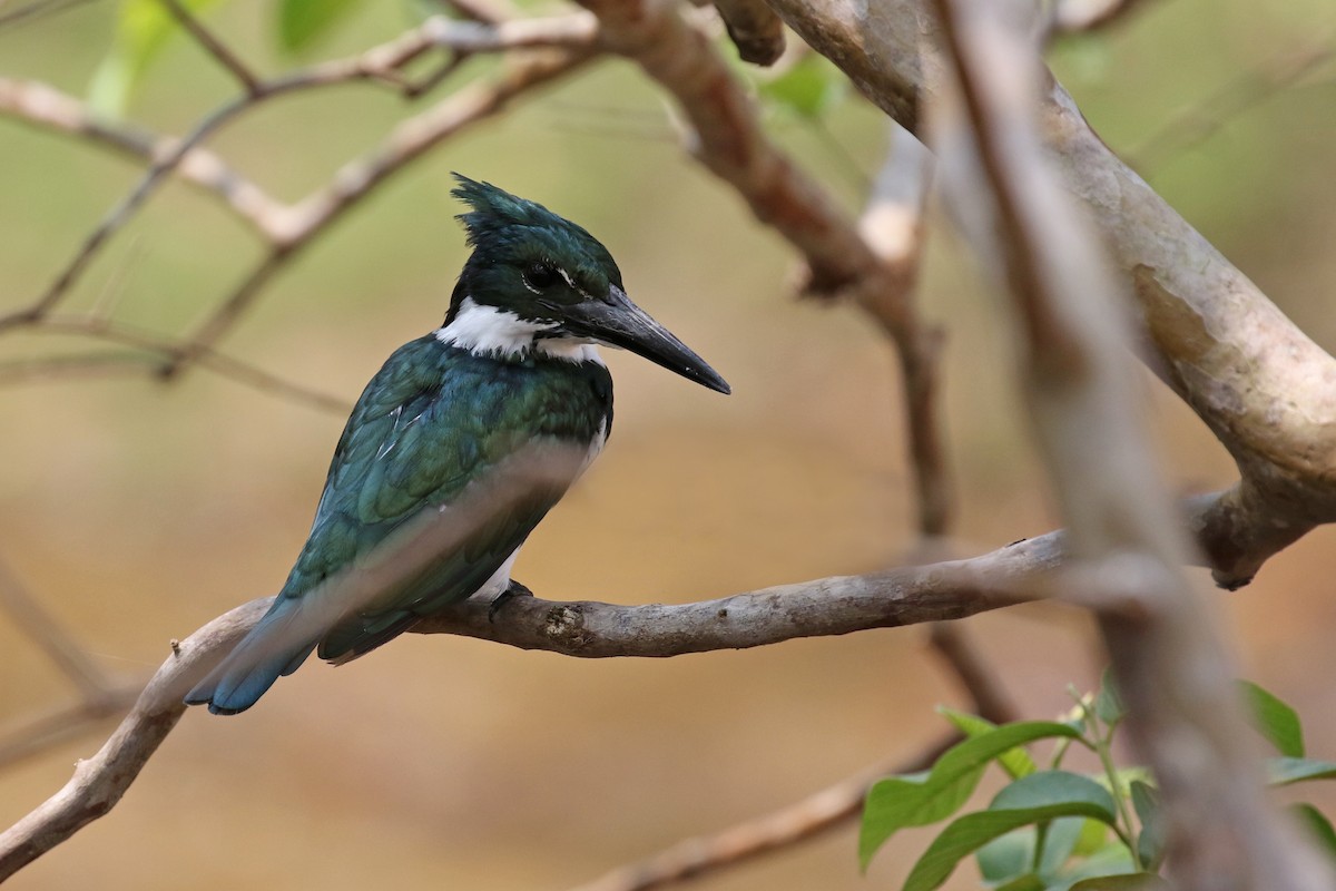 Martin-pêcheur d'Amazonie - ML620147628