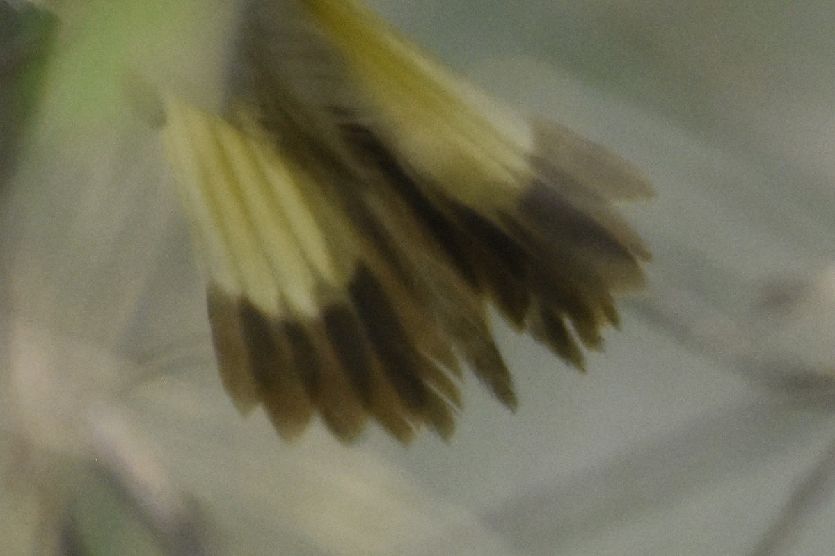 American Redstart - ML620147629