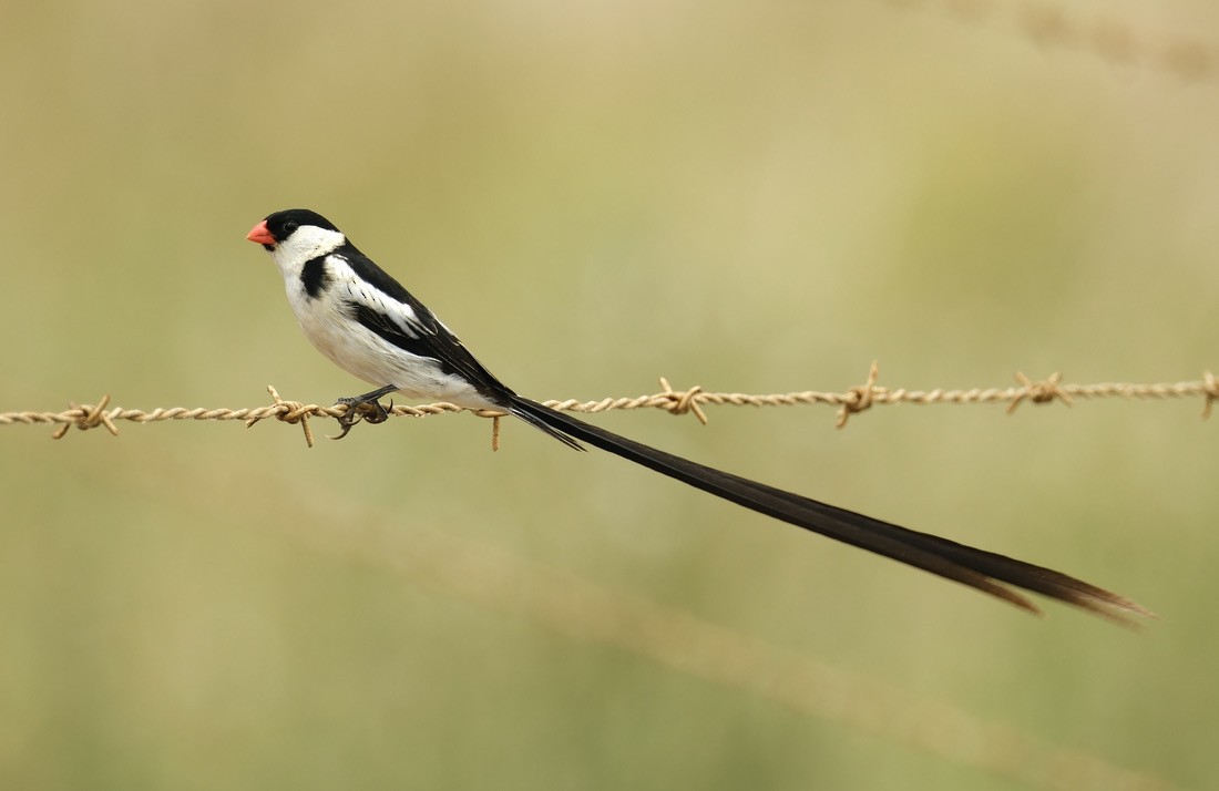 Pin-tailed Whydah - ML620147636