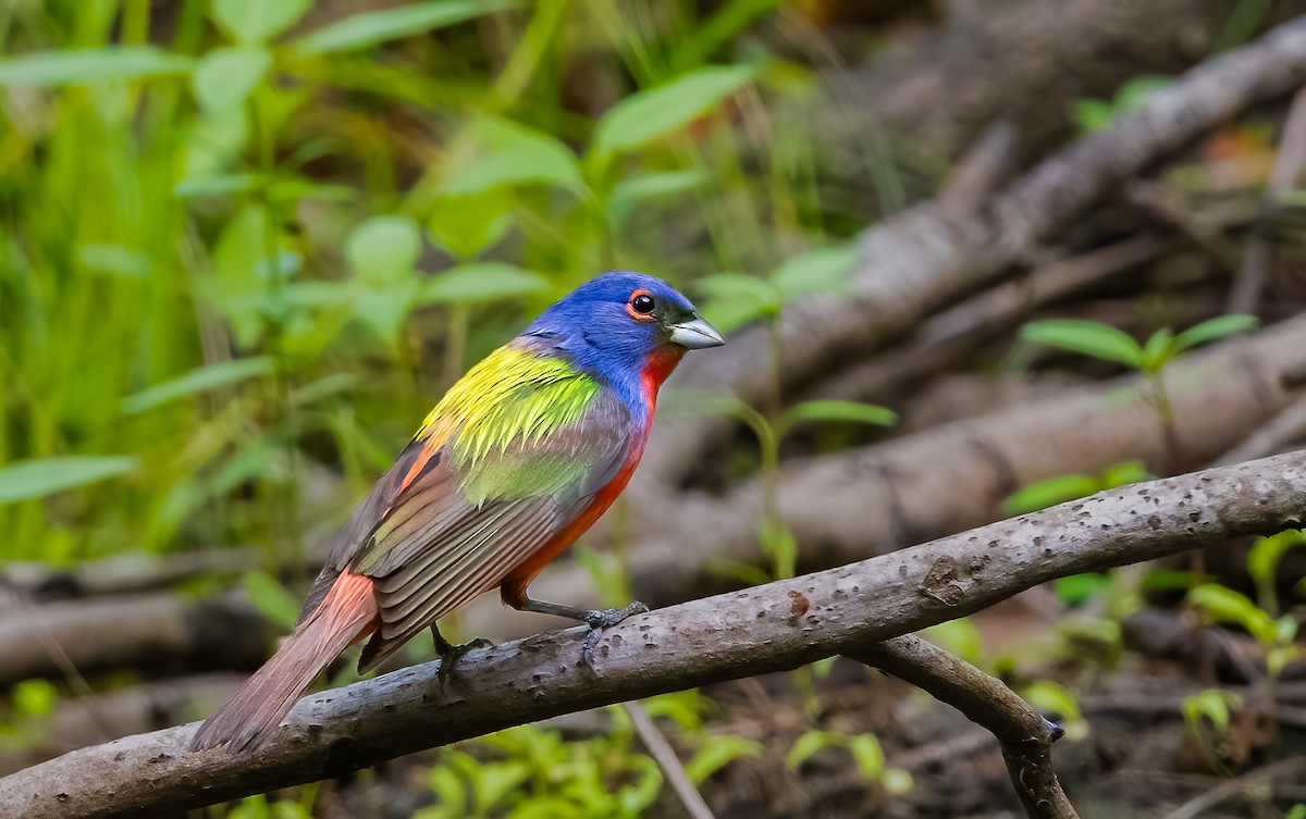 Painted Bunting - ML620147639