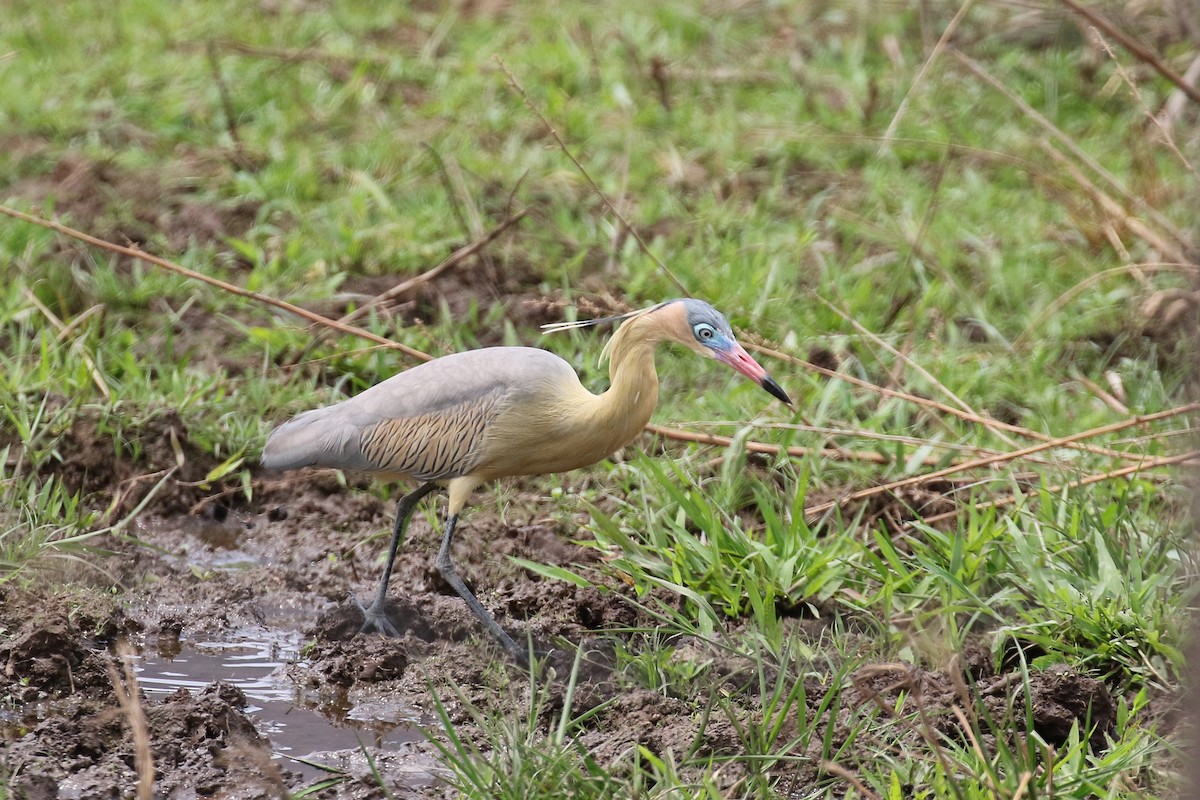 Whistling Heron - ML620147642