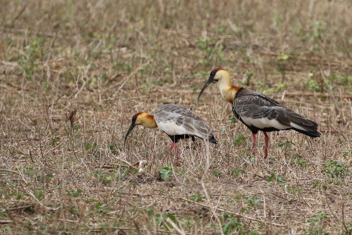 Buff-necked Ibis - ML620147657