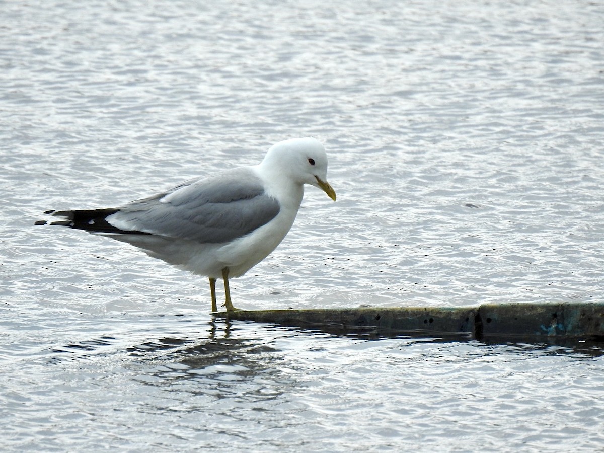 Common Gull (European) - ML620147668