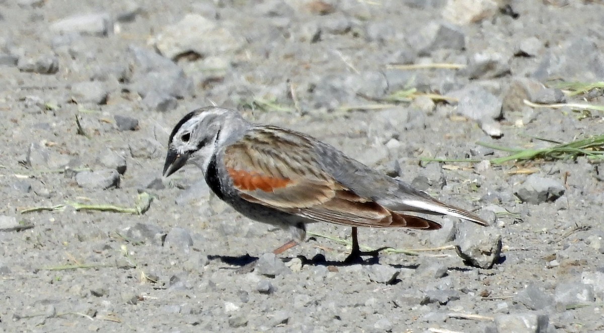 Thick-billed Longspur - ML620147672