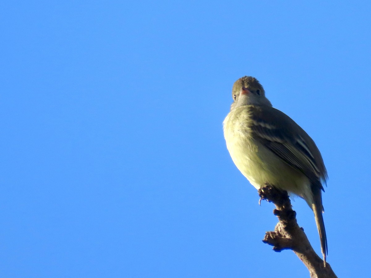 Yellow-bellied Elaenia - ML620147676