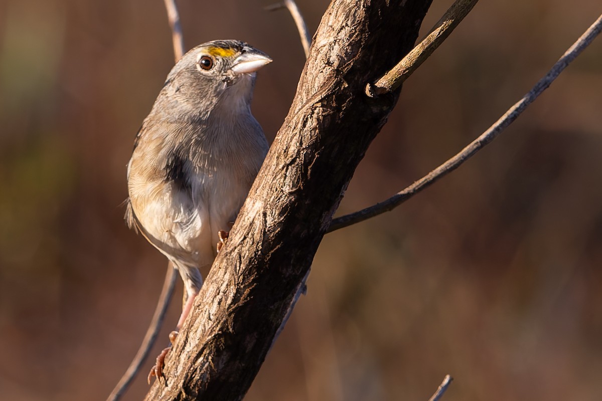 Grassland Sparrow - ML620147679