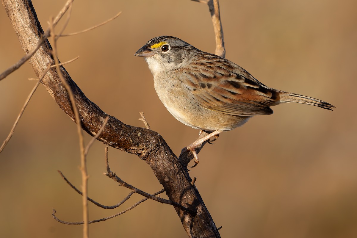 Grassland Sparrow - ML620147681