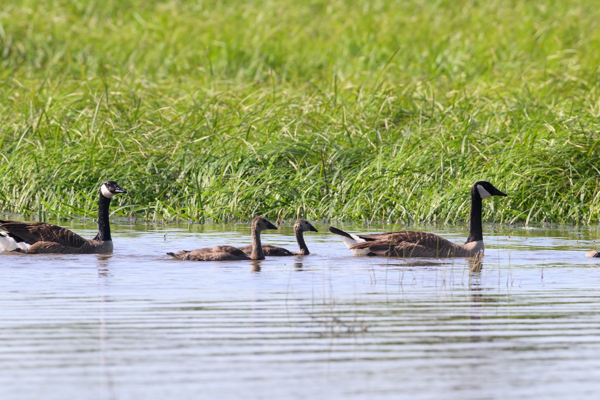 Canada Goose - Laurie Lawler