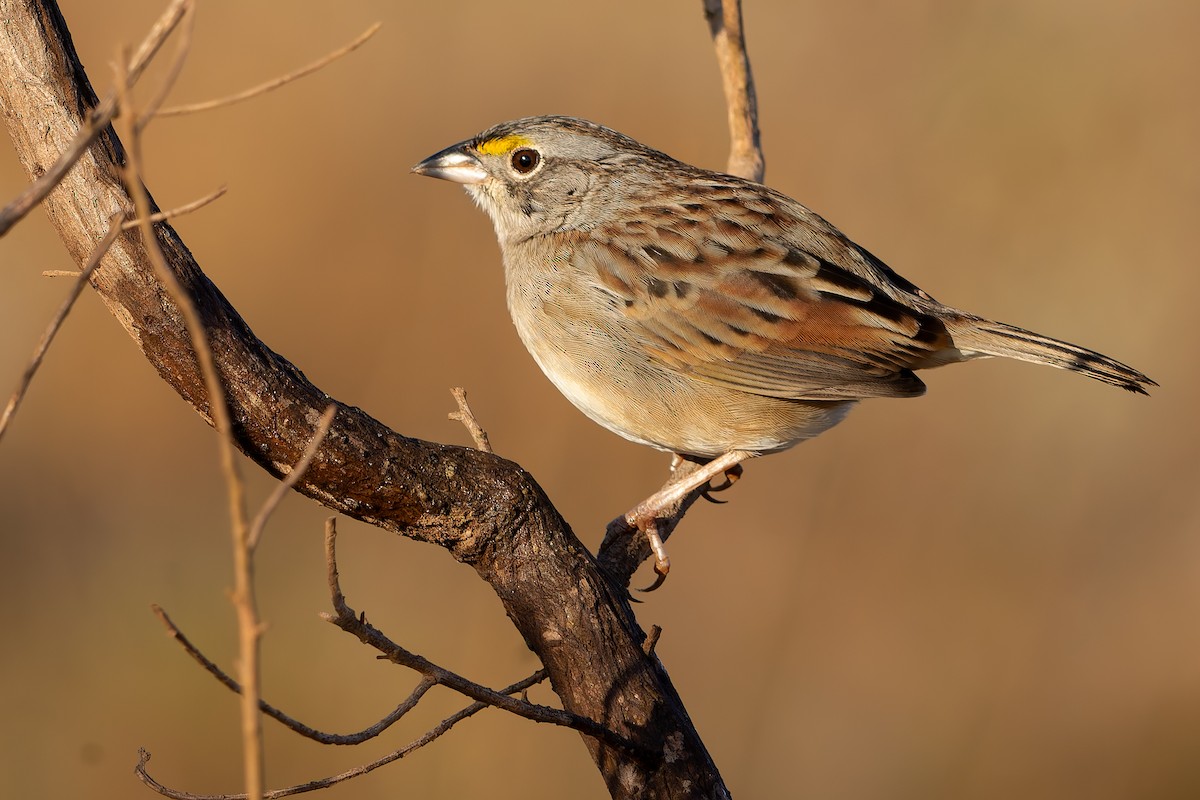 Grassland Sparrow - ML620147685