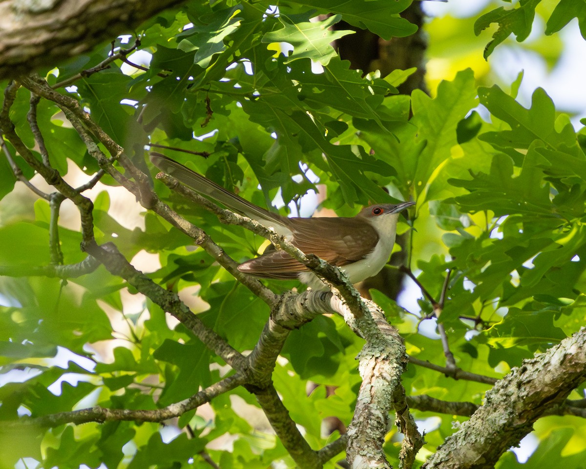 Black-billed Cuckoo - Todd Dixon