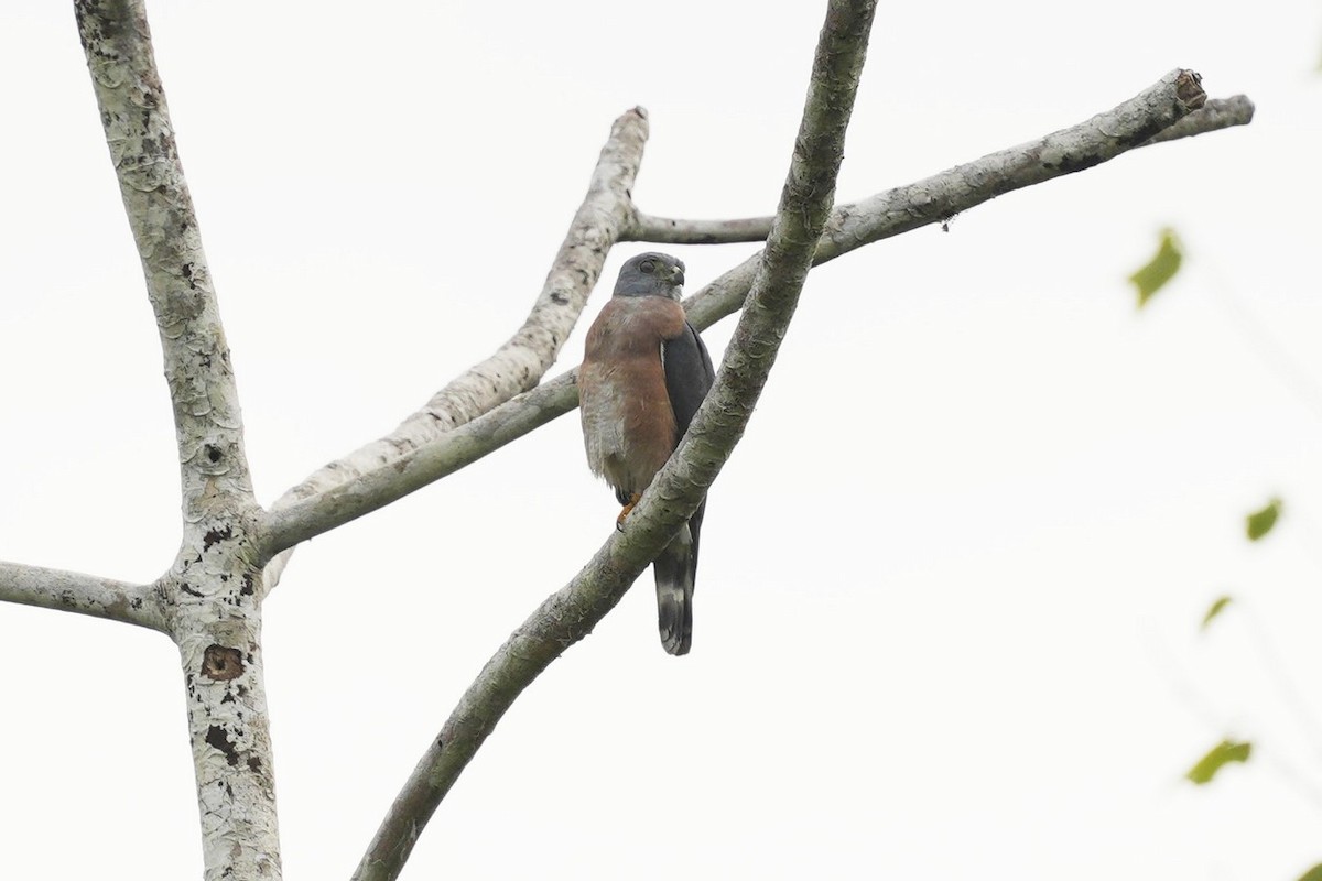 Double-toothed Kite - ML620147697