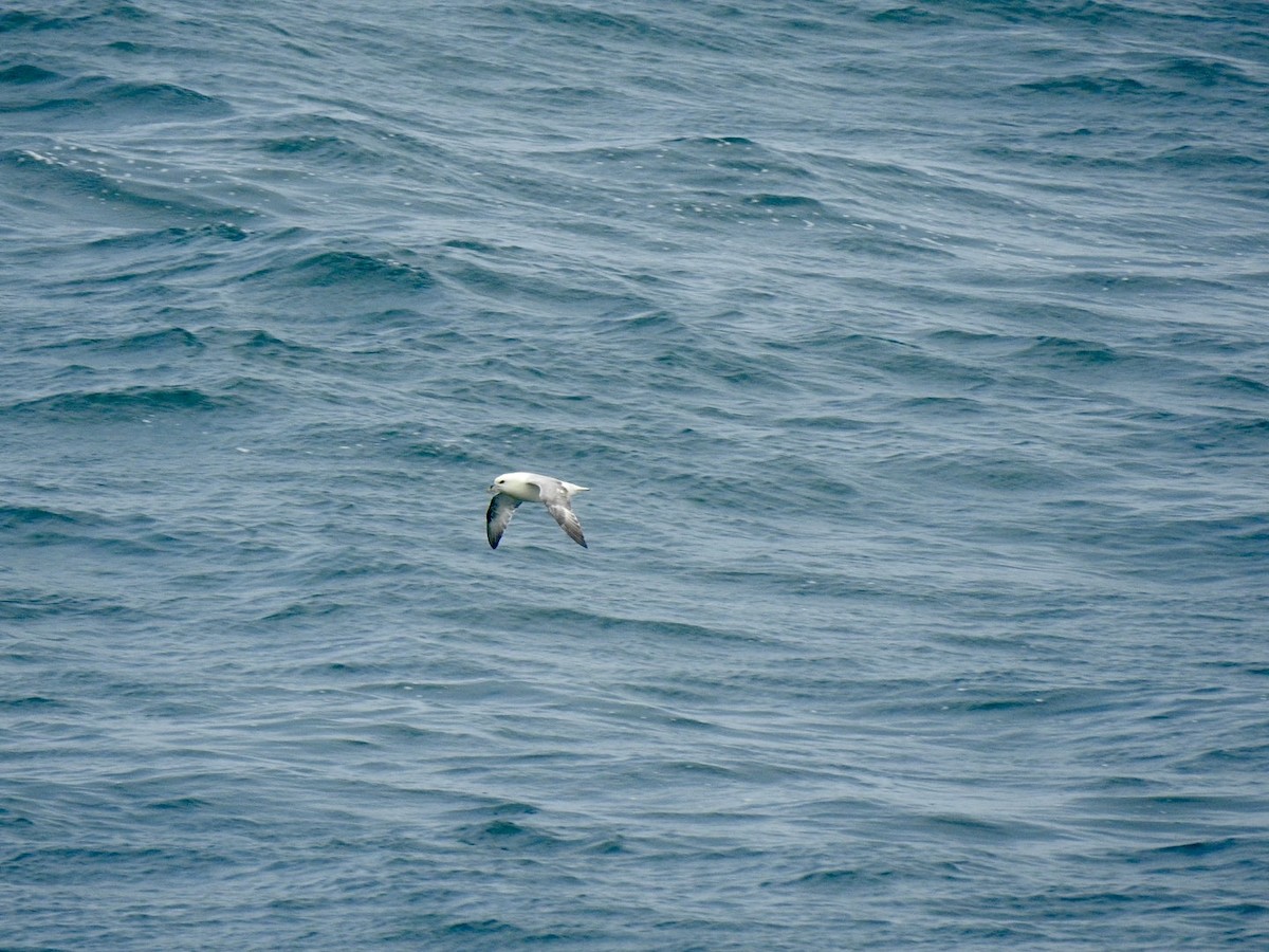 Fulmar Boreal (Atlántico) - ML620147703