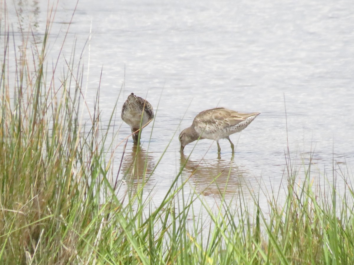 kortnebbekkasinsnipe - ML620147704