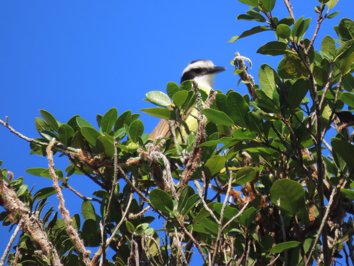 Great Kiskadee - ML620147707