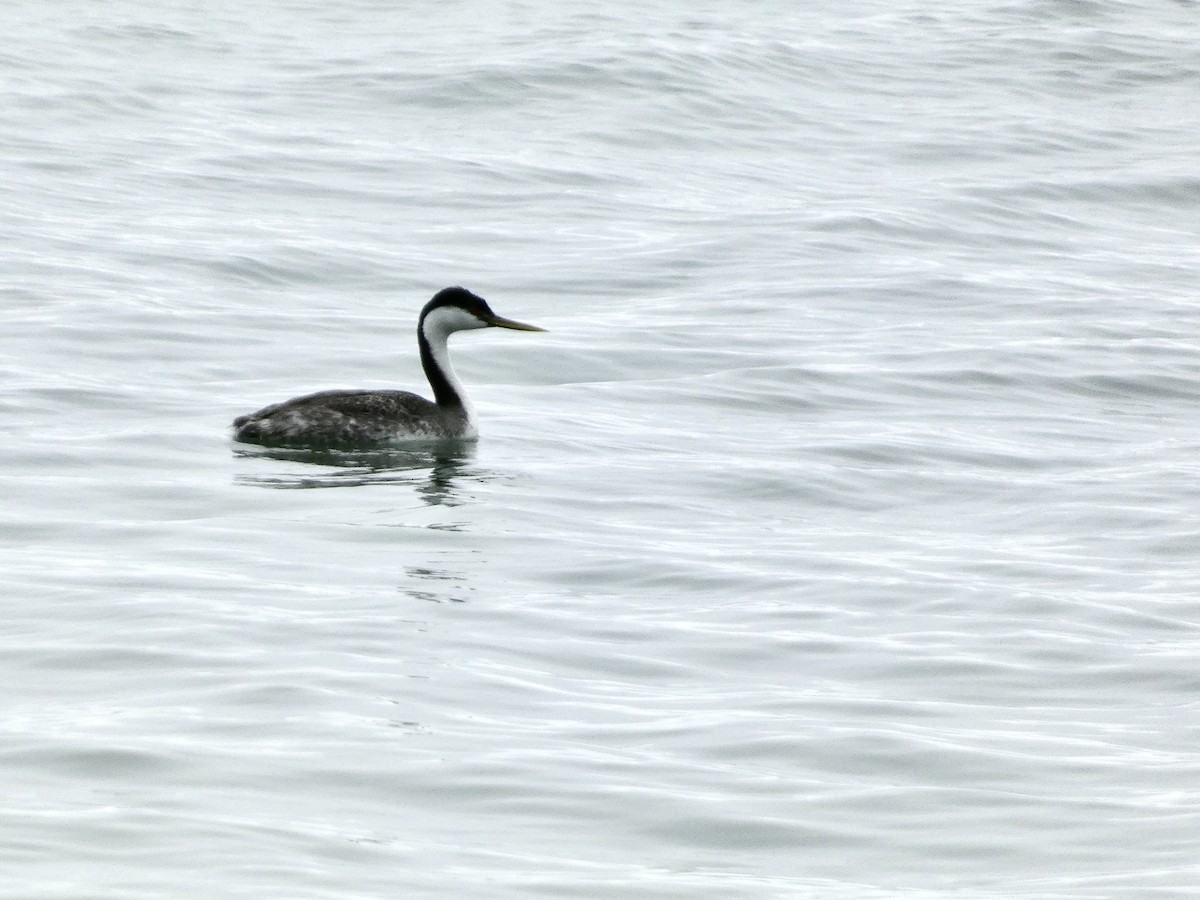 Western Grebe - ML620147711