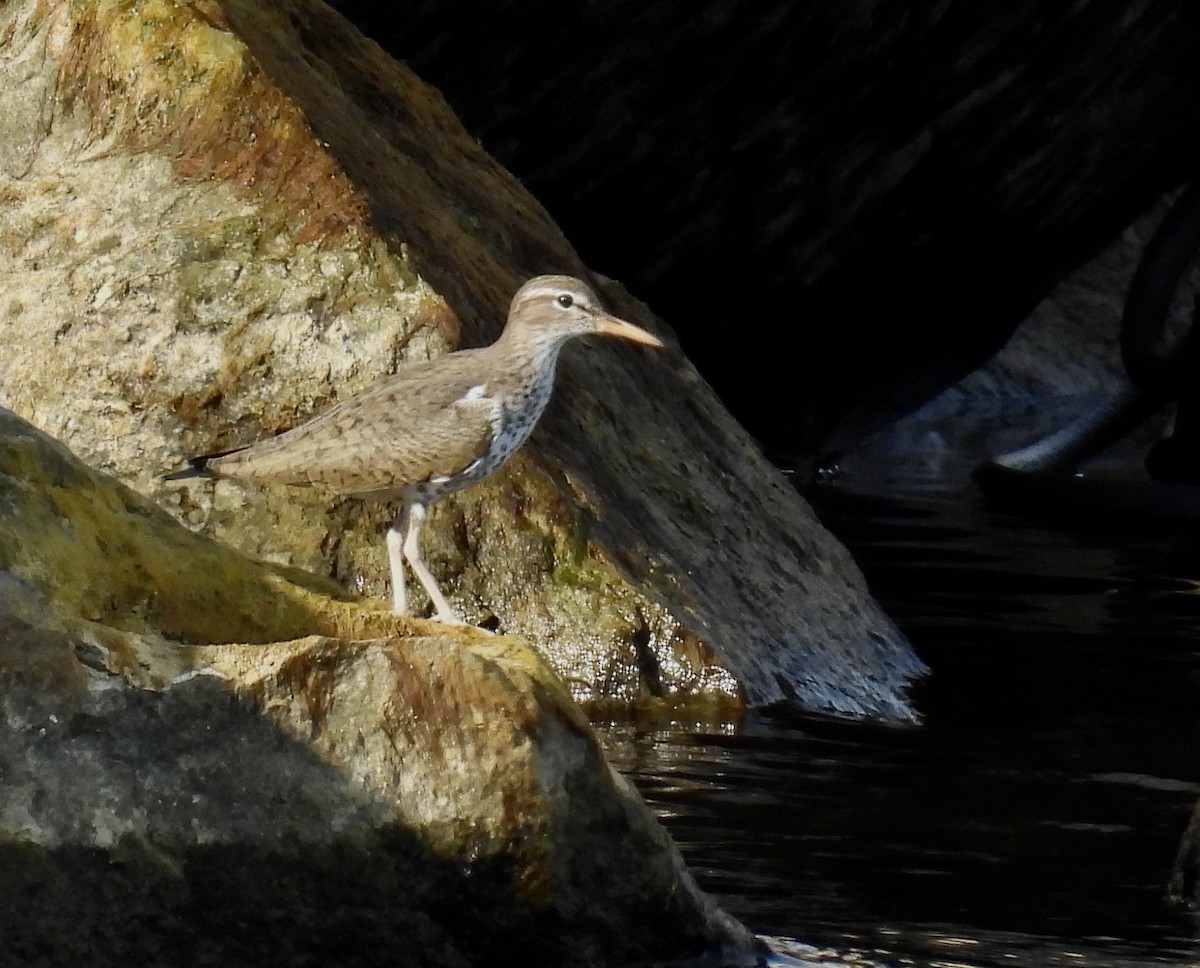 Spotted Sandpiper - Eunice Thein