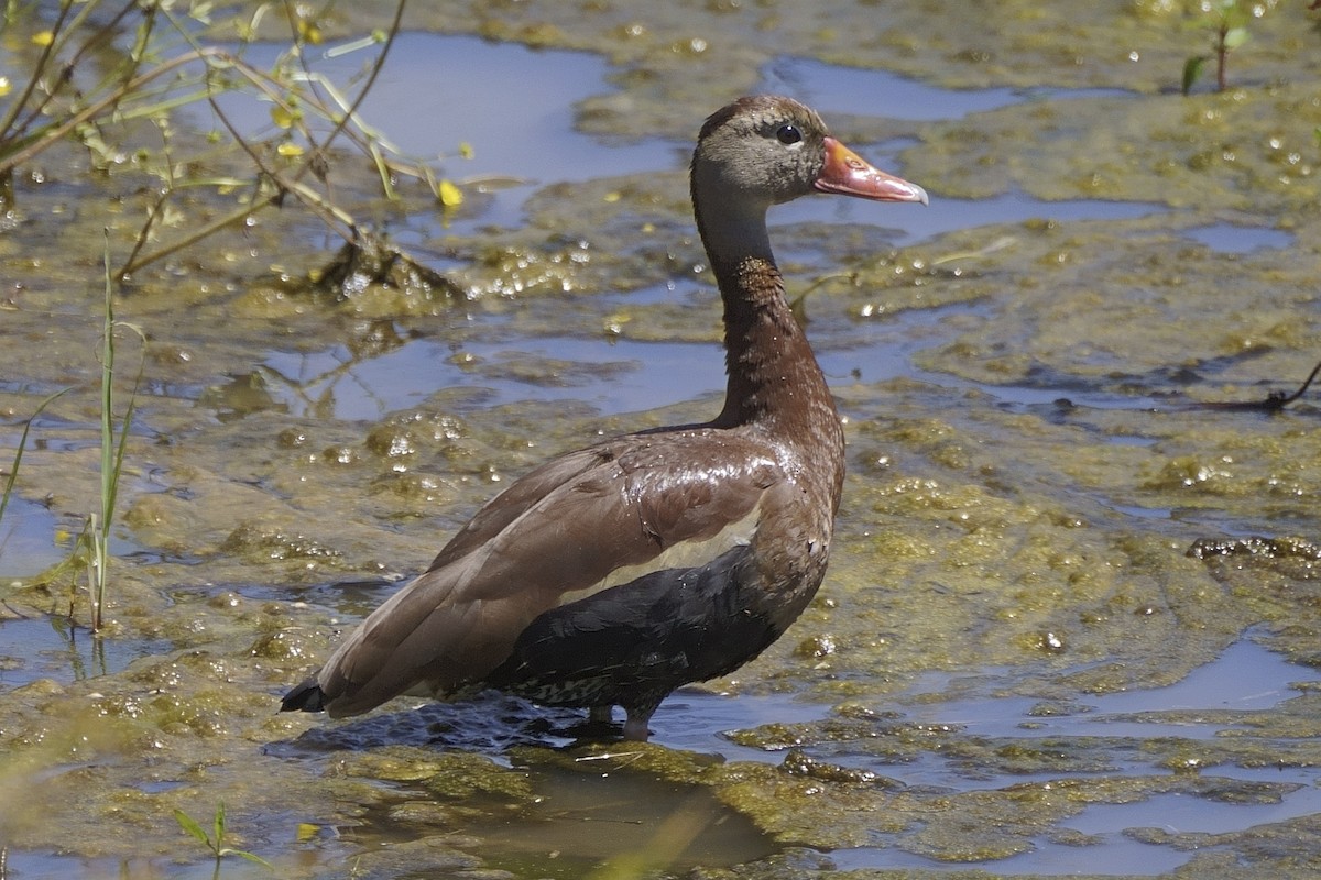 Black-bellied Whistling-Duck - ML620147719