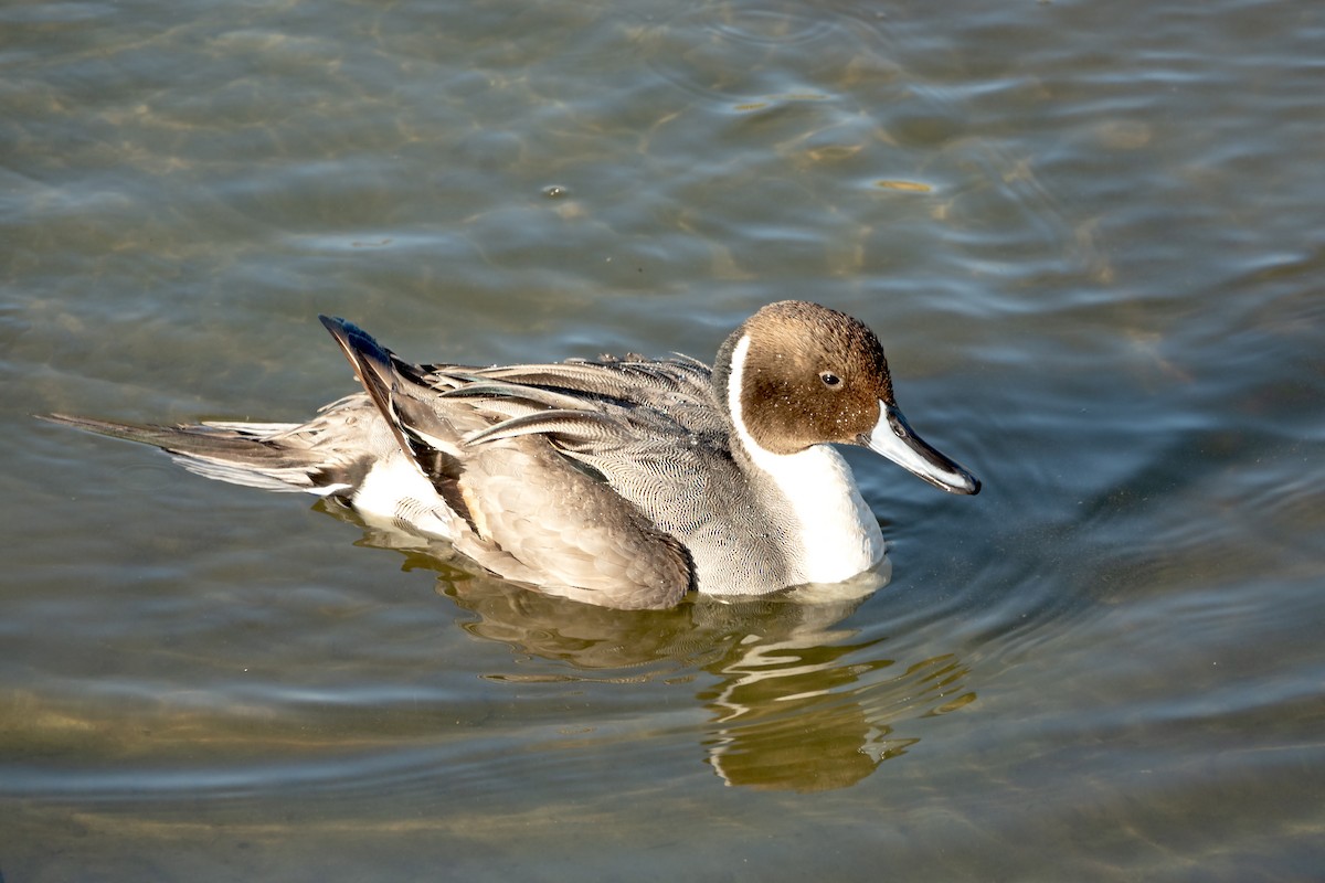 Northern Pintail - ML620147723