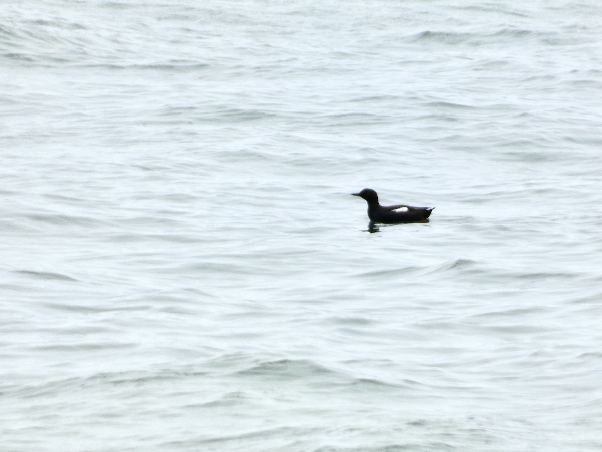 Pigeon Guillemot - ML620147724