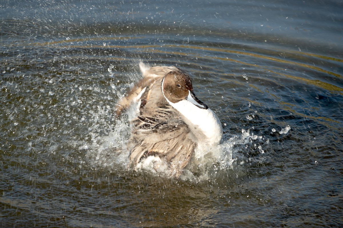 Northern Pintail - ML620147725