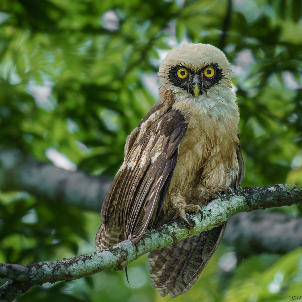 Spectacled Owl - ML620147739