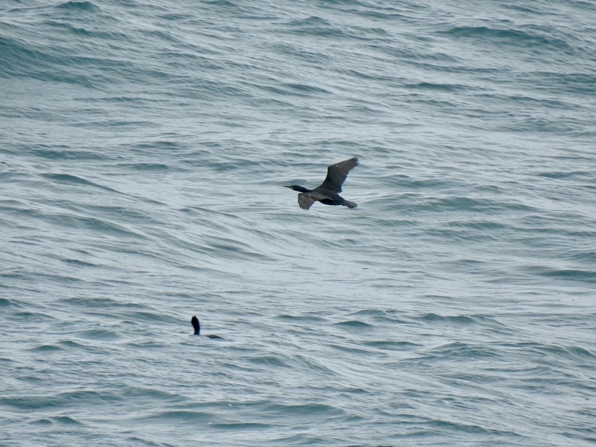 European Shag (Atlantic) - ML620147746