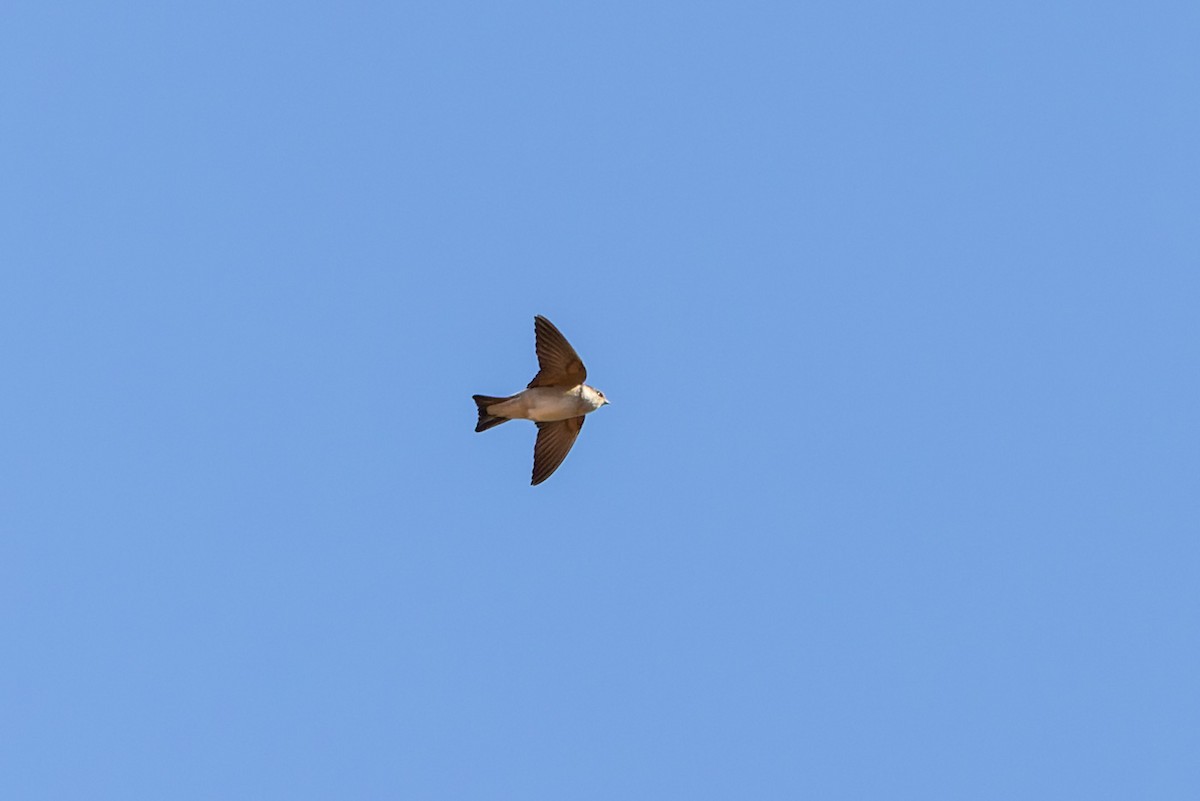 Golondrina Arborícola - ML620147748