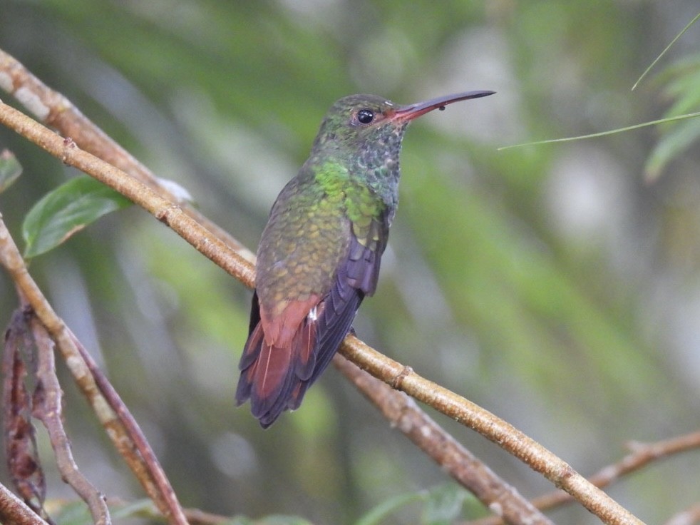 Coppery-headed Emerald - ML620147753