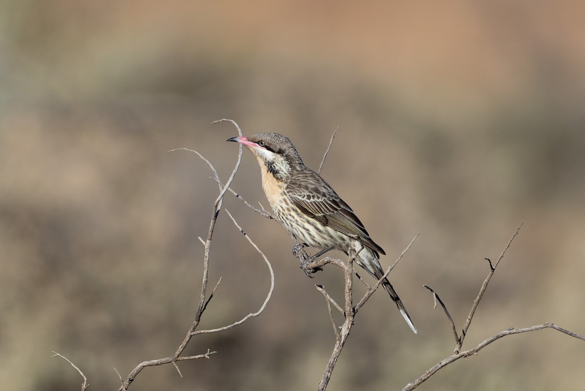 Spiny-cheeked Honeyeater - ML620147757