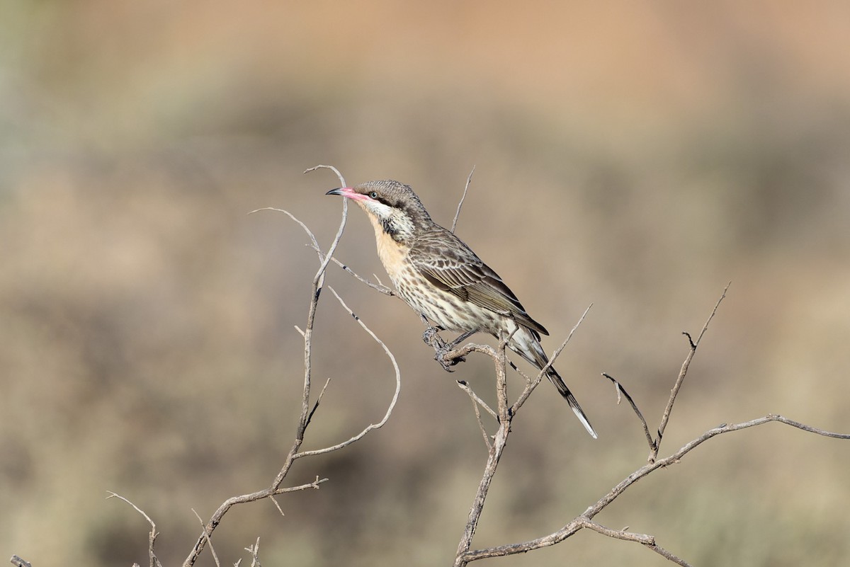 Spiny-cheeked Honeyeater - ML620147758