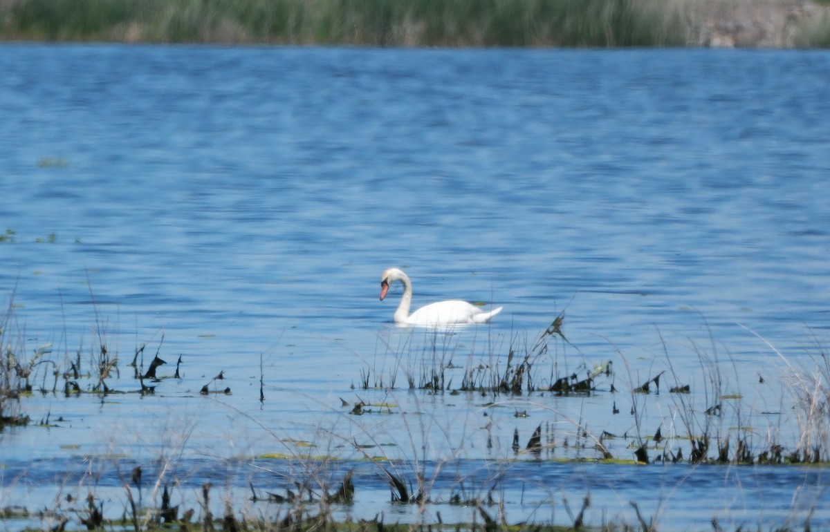 Mute Swan - Karen White