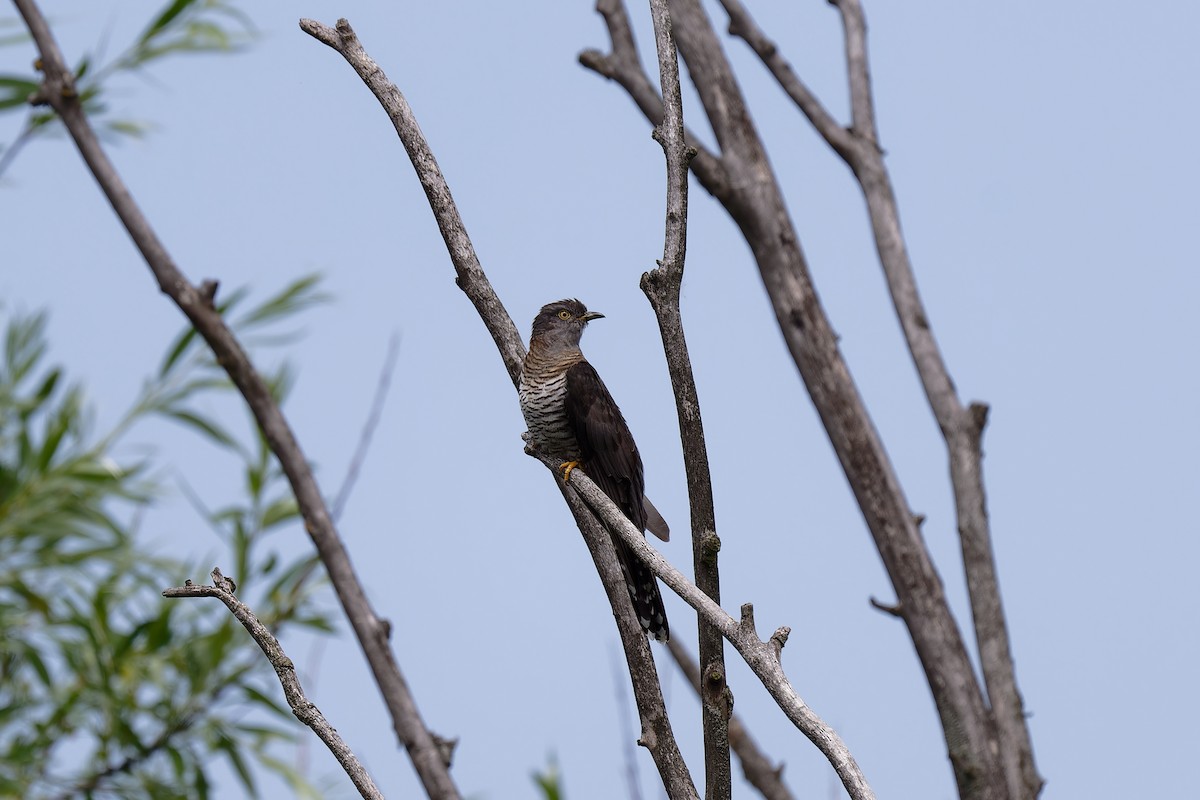 Common Cuckoo - ML620147762
