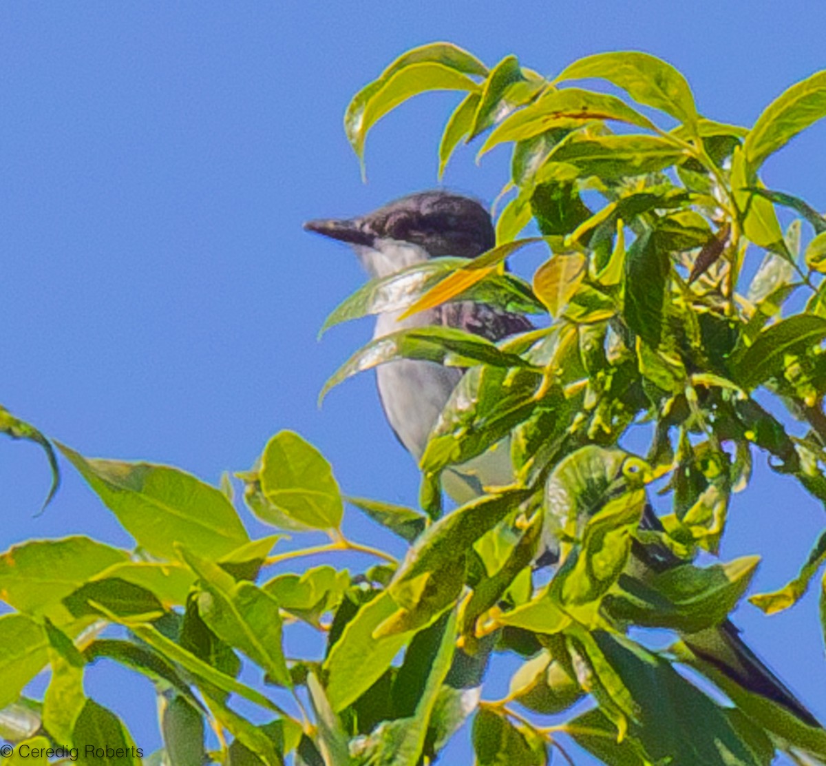 Eastern Kingbird - ML620147770