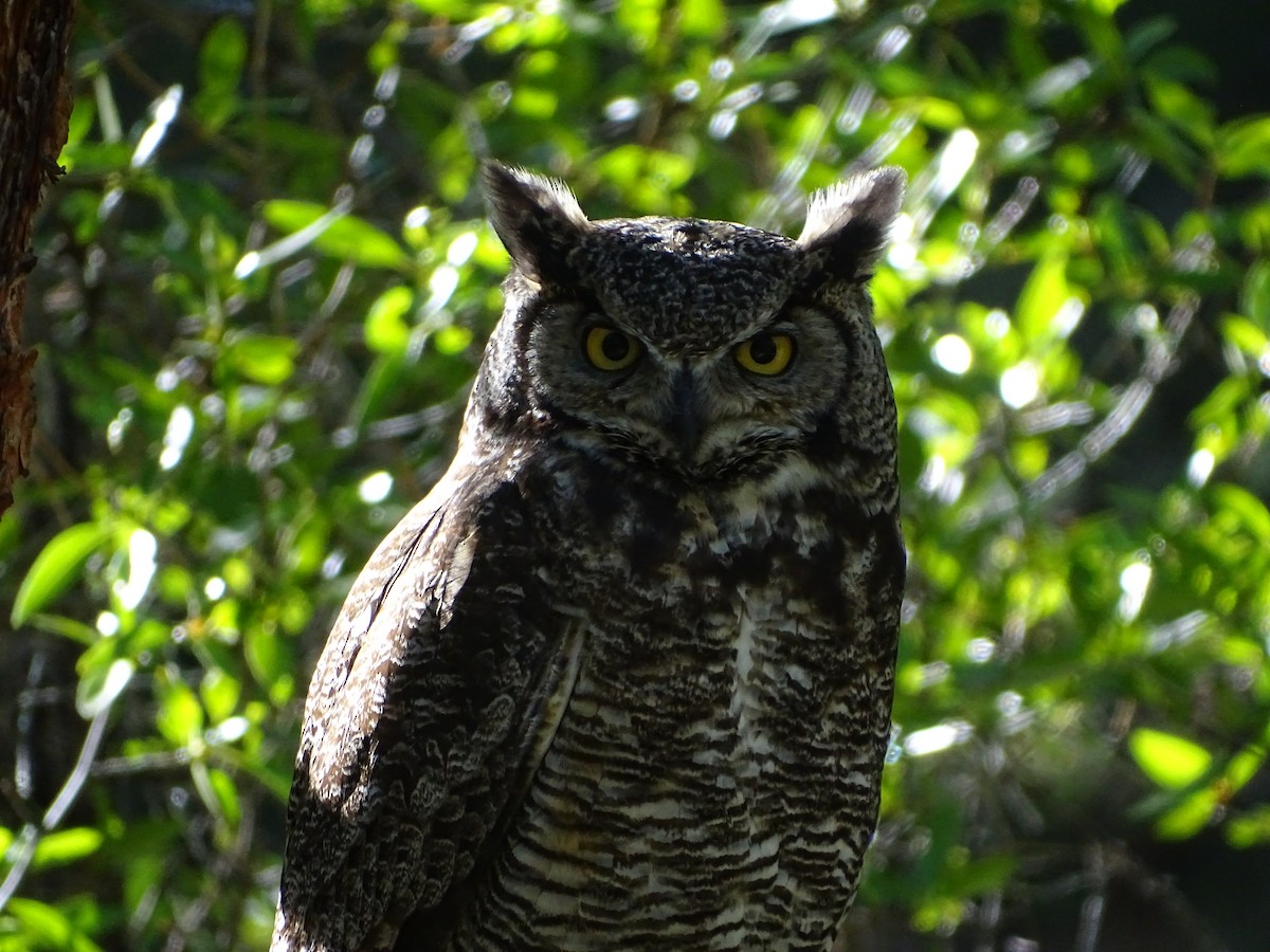Great Horned Owl - ML620147773