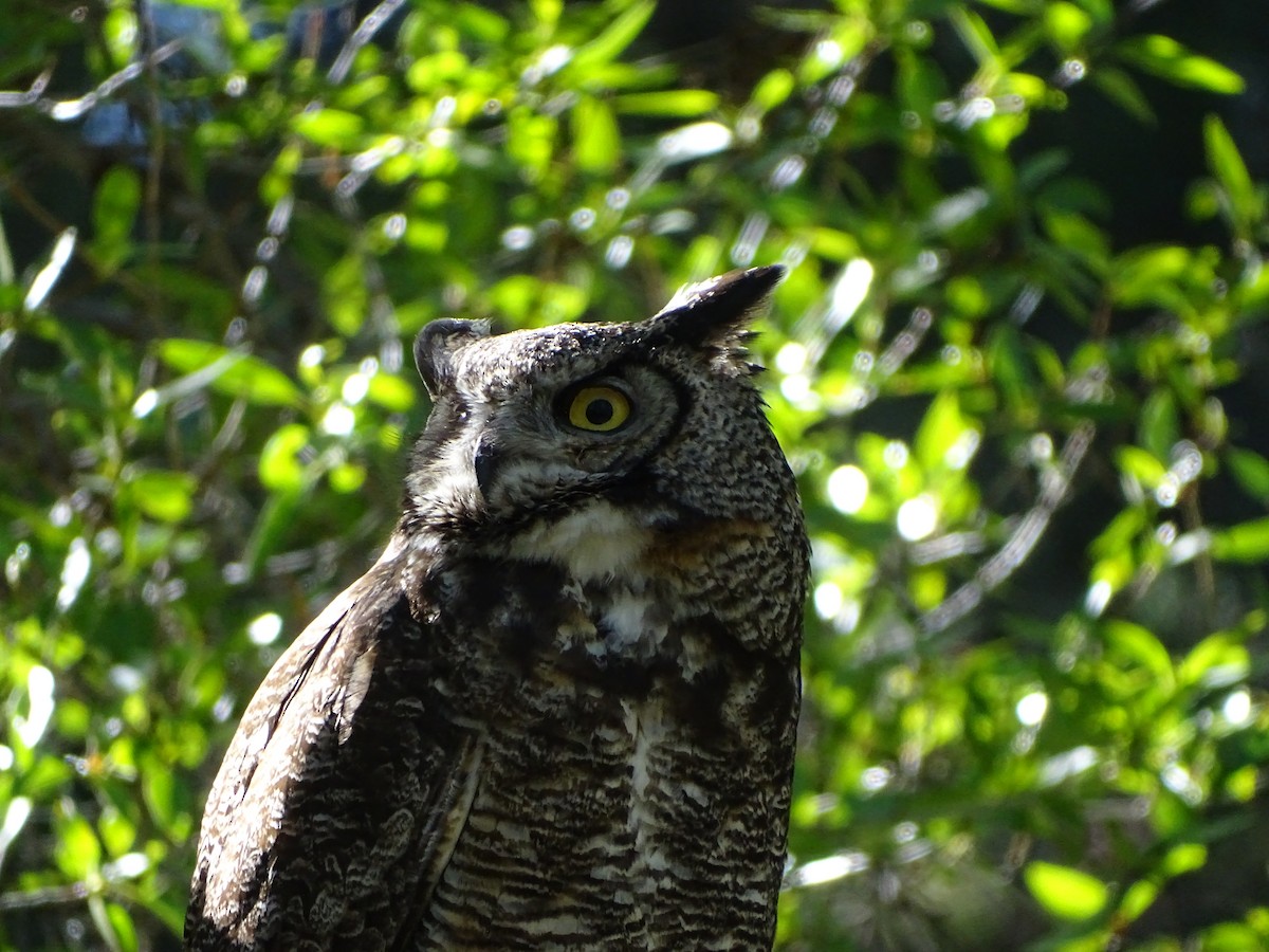 Great Horned Owl - ML620147774