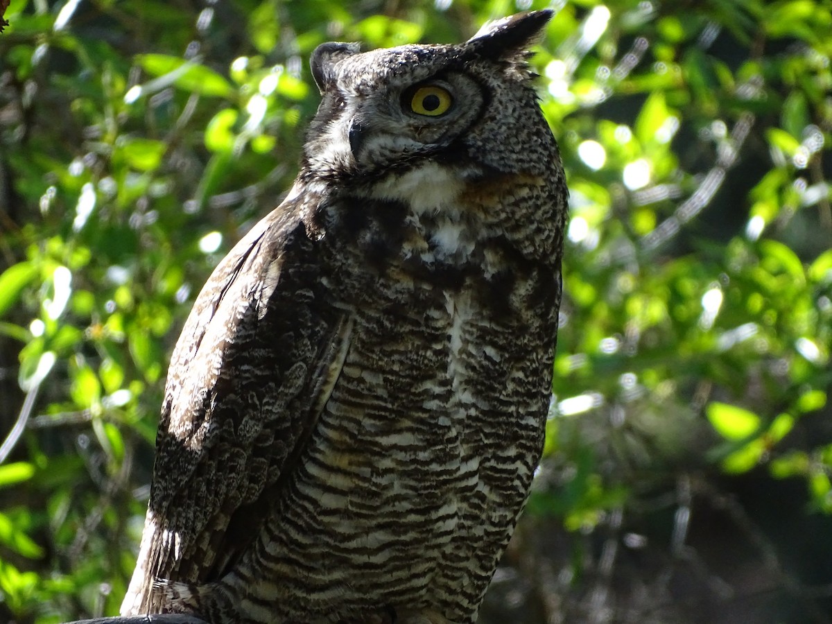 Great Horned Owl - ML620147775